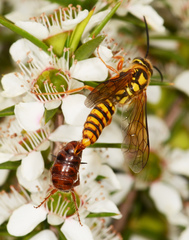 Elidothynnus melleus