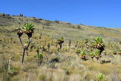 Dendrosenecio
