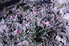 Gomphrena pulchella