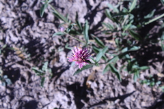 Gomphrena pulchella