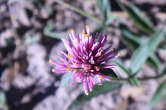 Gomphrena pulchella