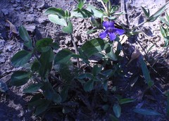 Dyschoriste humilis