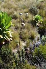 Dipsacus pinnatifidus