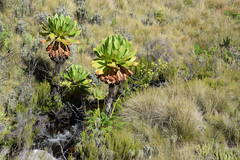 Dendrosenecio