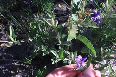 Dyschoriste humilis