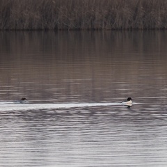Mergus merganser