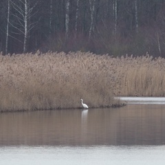 Ardea alba
