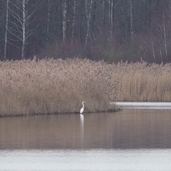 Ardea alba