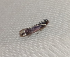 Chaliniastis astrapaea