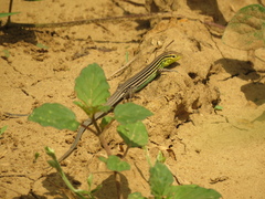 Cnemidophorus gaigei