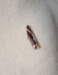 Chaliniastis astrapaea