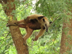 Northern Tamandua photo 4