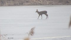 Hydropotes inermis argyropus