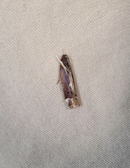 Chaliniastis astrapaea