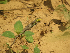 Cnemidophorus gaigei