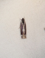 Chaliniastis astrapaea