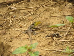 Cnemidophorus gaigei
