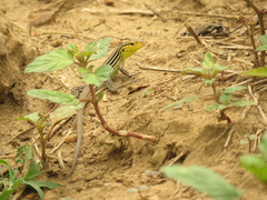Cnemidophorus gaigei