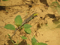 Cnemidophorus gaigei