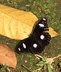 Hypolimnas bolina nerina