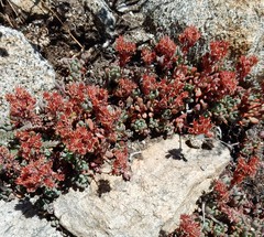 Sedum obtusatum