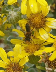 Leioproctus fulvescens