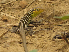 Cnemidophorus gaigei