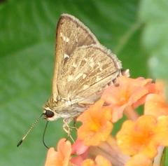 Amblyscirtes reversa