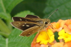 Amblyscirtes reversa