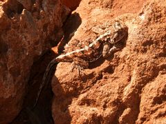 Agama aculeata distanti