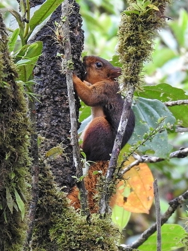 Red-tailed Squirrel