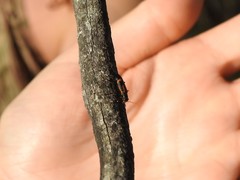 Strongylium luteicorne