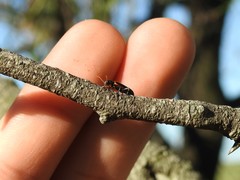 Strongylium luteicorne
