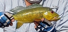 Cichla mirianae