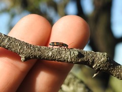 Strongylium luteicorne