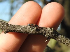 Strongylium luteicorne