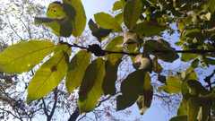 Quercus clivicola