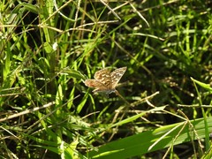 Aricoris indistincta