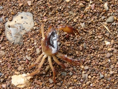 Gecarcinucidae