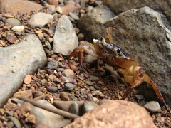Gecarcinucidae