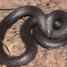 Atractaspidid Snakes - Photo no rights reserved, uploaded by Marius Burger