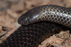 Amblyodipsas microphthalma nigra