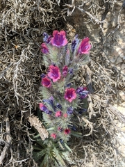 Echium albicans