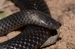 Amblyodipsas microphthalma nigra