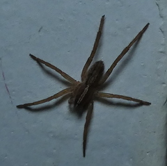 Centroctenus brevipes