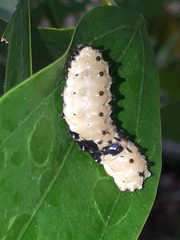 Pompelon marginata
