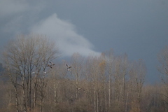 Branta hutchinsii