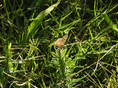 Aricoris indistincta