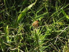 Aricoris indistincta