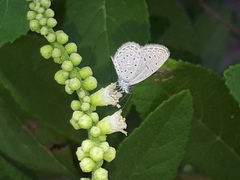 Zizula hylax pygmaea